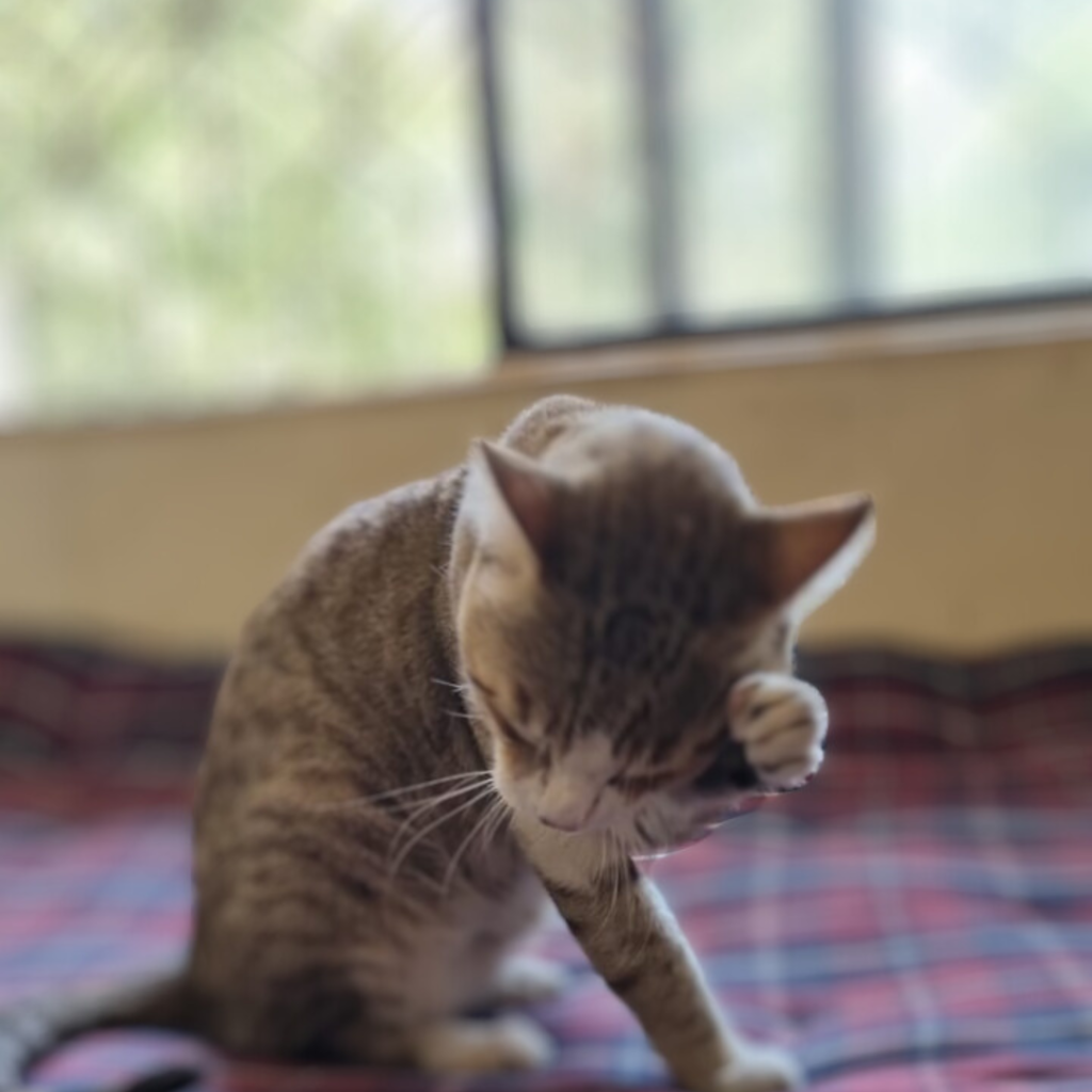 Tale of Tails pet parent stories