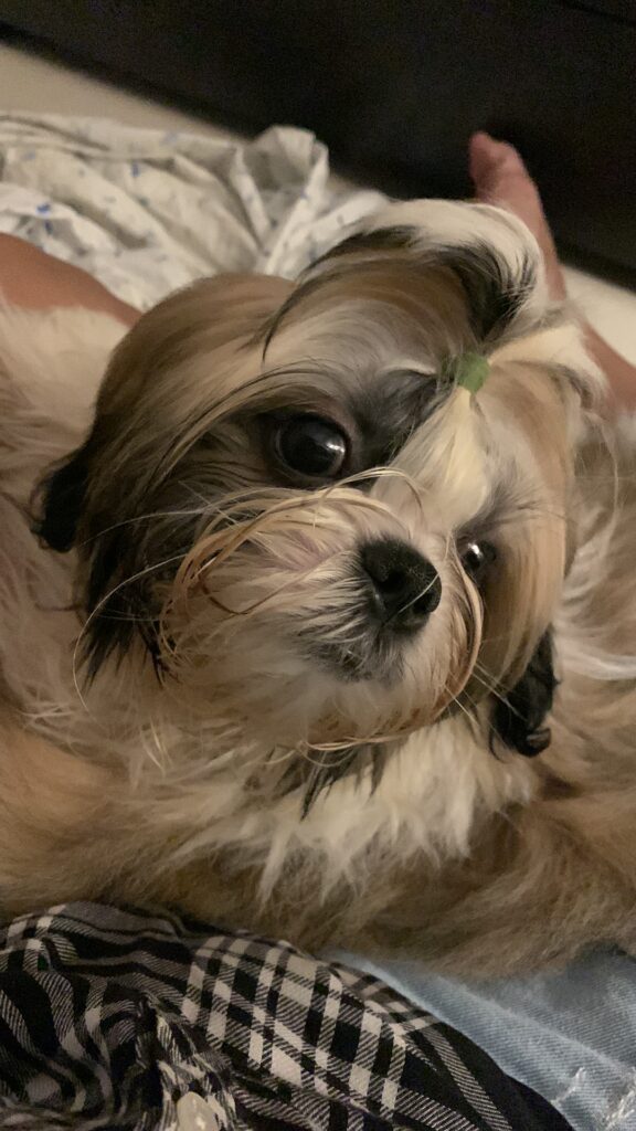 Tale of Tails Pet parent stories