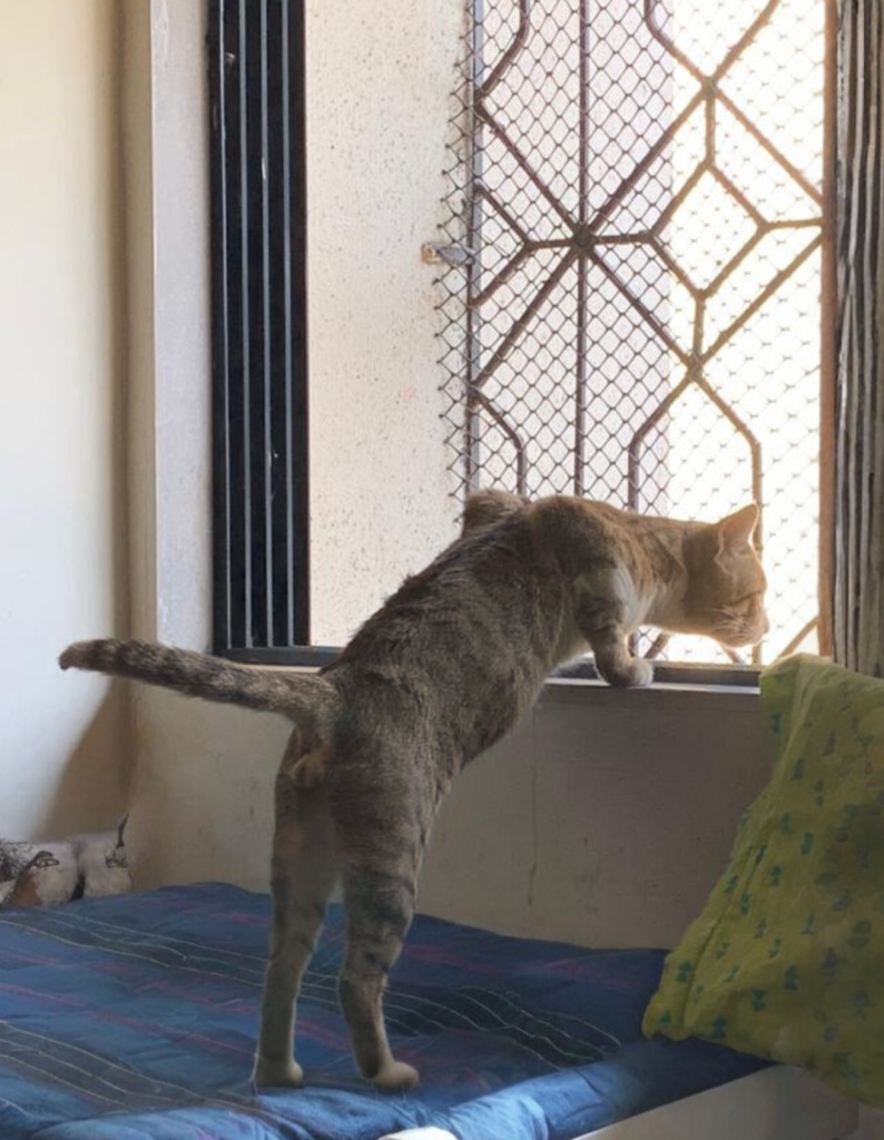 Tale of Tails pet parent stories