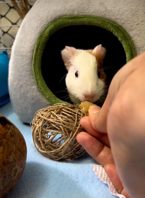 Tale of Tails pet parent stories