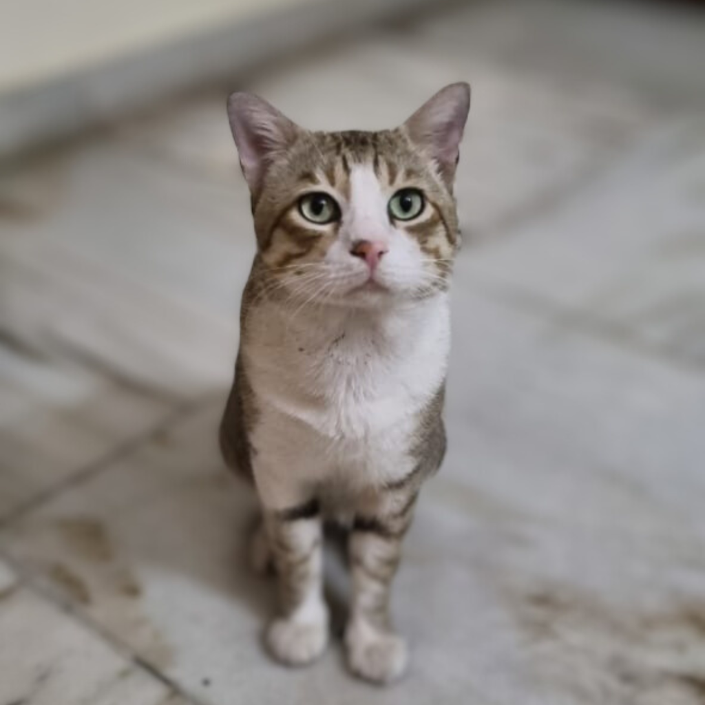 Tale of Tails pet parent stories