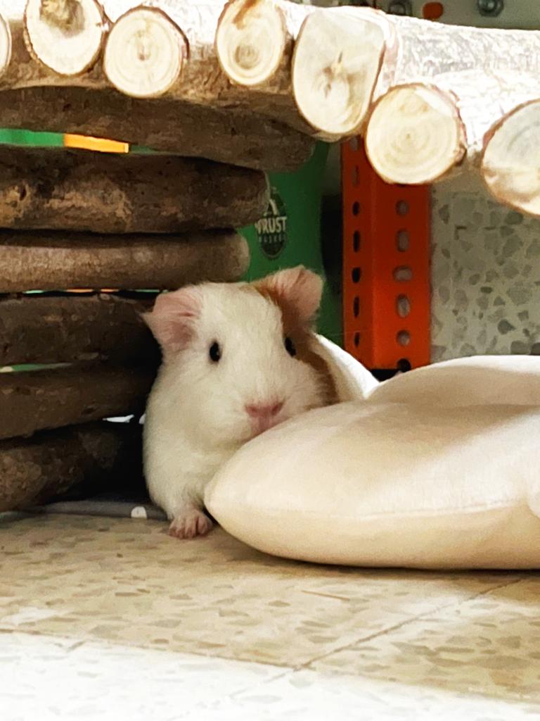 Tale of Tails pet parent stories