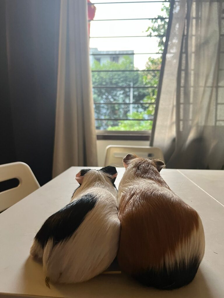 Tale of Tails pet parent stories
