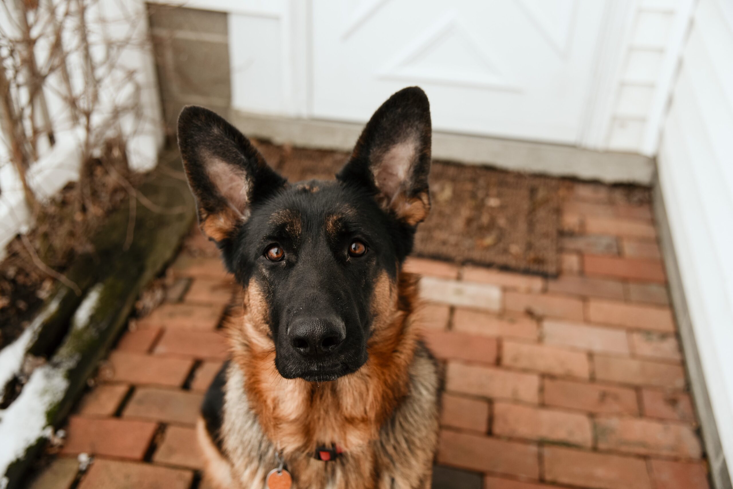 Tips For Choosing The Right Pet Stain Removers