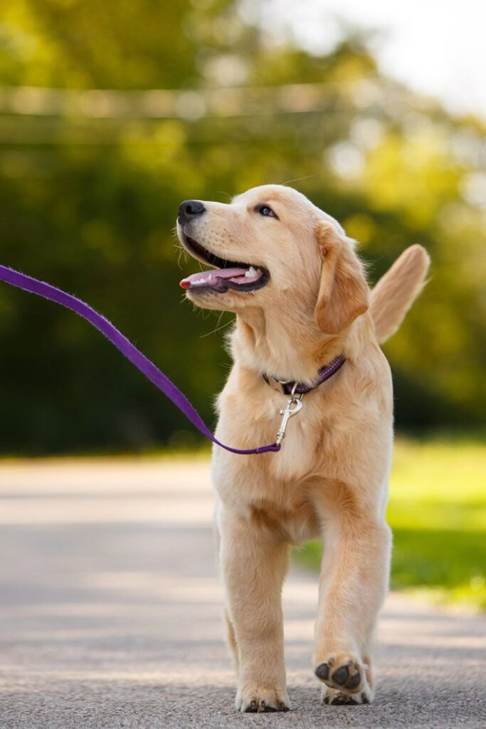 Essential Summer Care Tips for Dog Parents in India