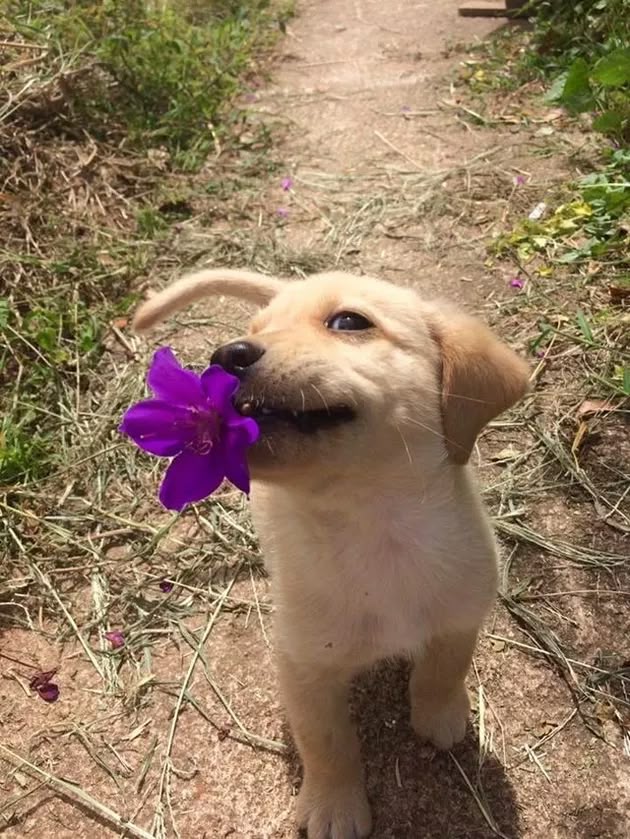 Essential Summer Care Tips for Dog Parents in India