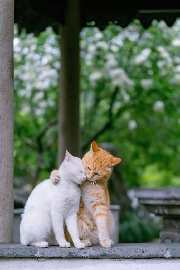 Summer Care Tips for Cat Parents in India