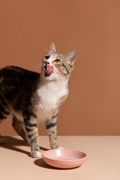 Cat Food