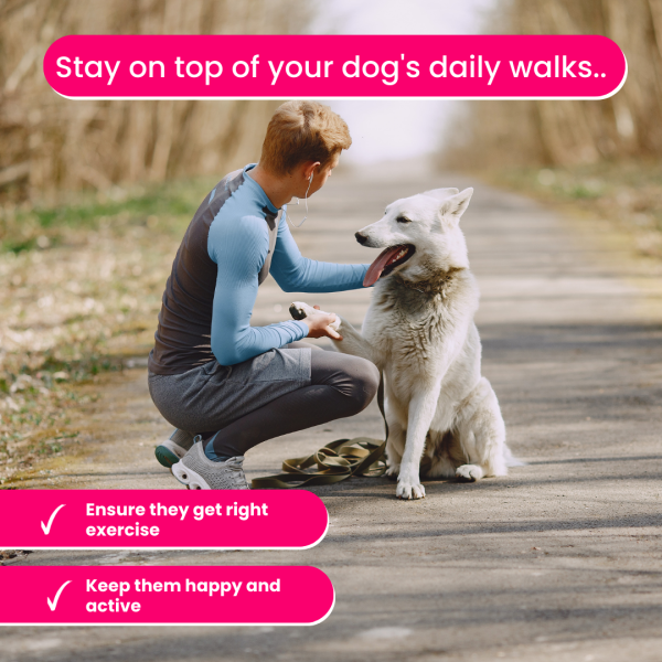 Dog Walker